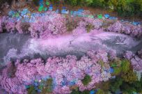 Dòng sông hoa đào đẹp rực rỡ ở Tokyo